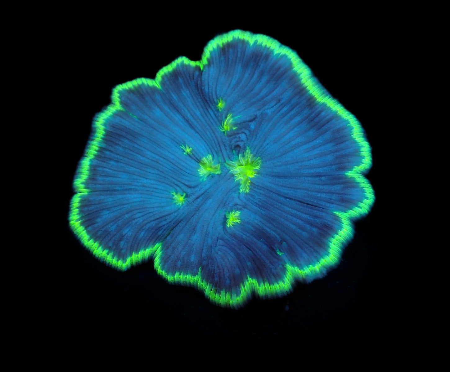 Cycloseris fragilis
