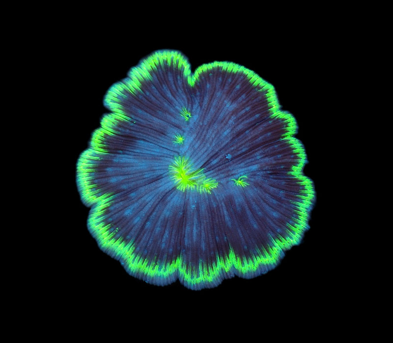 Cycloseris fragilis