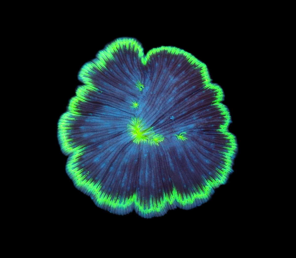 Cycloseris fragilis