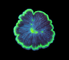 Cycloseris fragilis