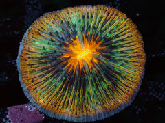 Cycloseris sp. (DJM Meteor Strike) (M) o 201