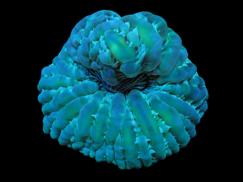 Cynarina macassarensis