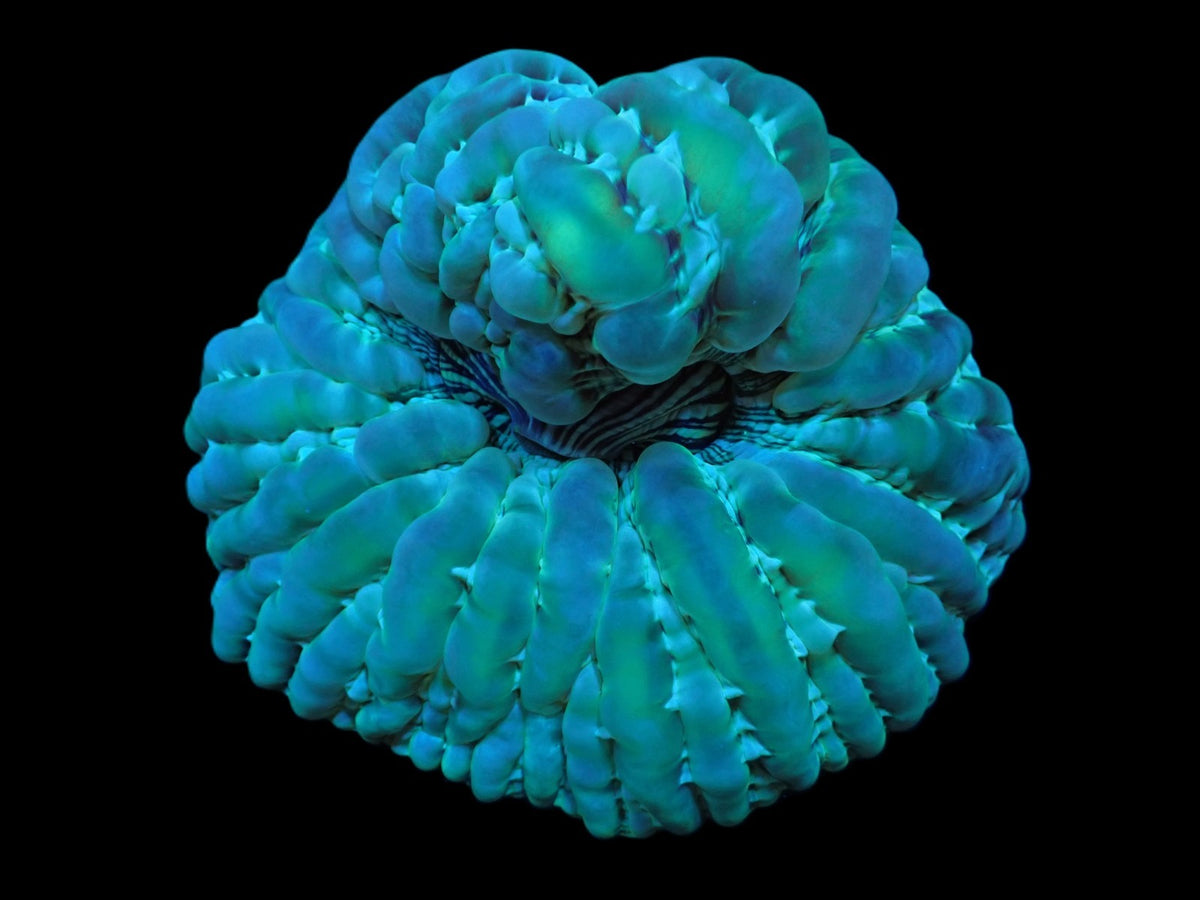Cynarina macassarensis