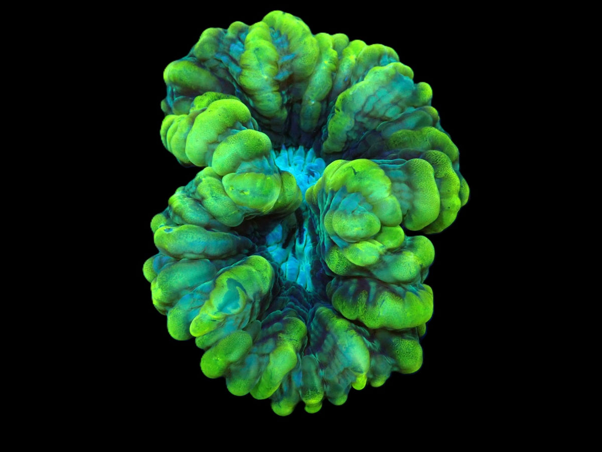 Cynarina sp. (Green) (Ultra) pb 063