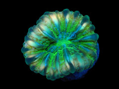 Cynarina sp. (Green) (Ultra) (Rare) pb 145