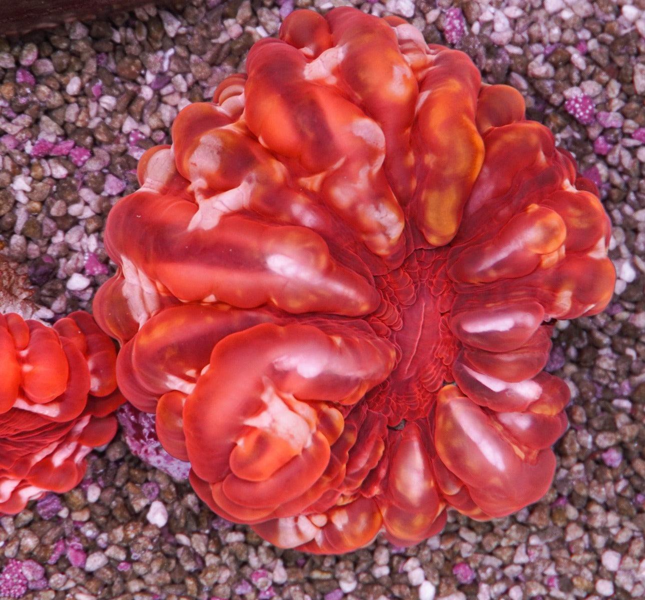 Cynarina lacrymalis (Red)