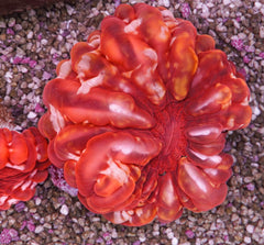 Cynarina lacrymalis (Red)