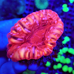 Cynarina lacrymalis (Red)