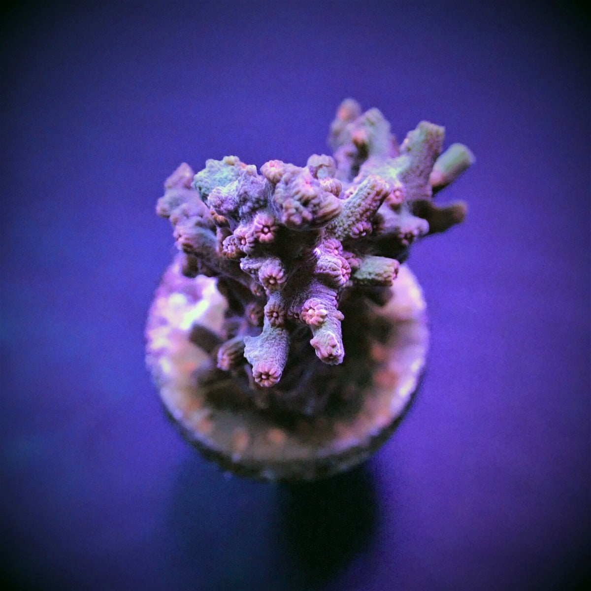Cyphastrea decadia (frag)