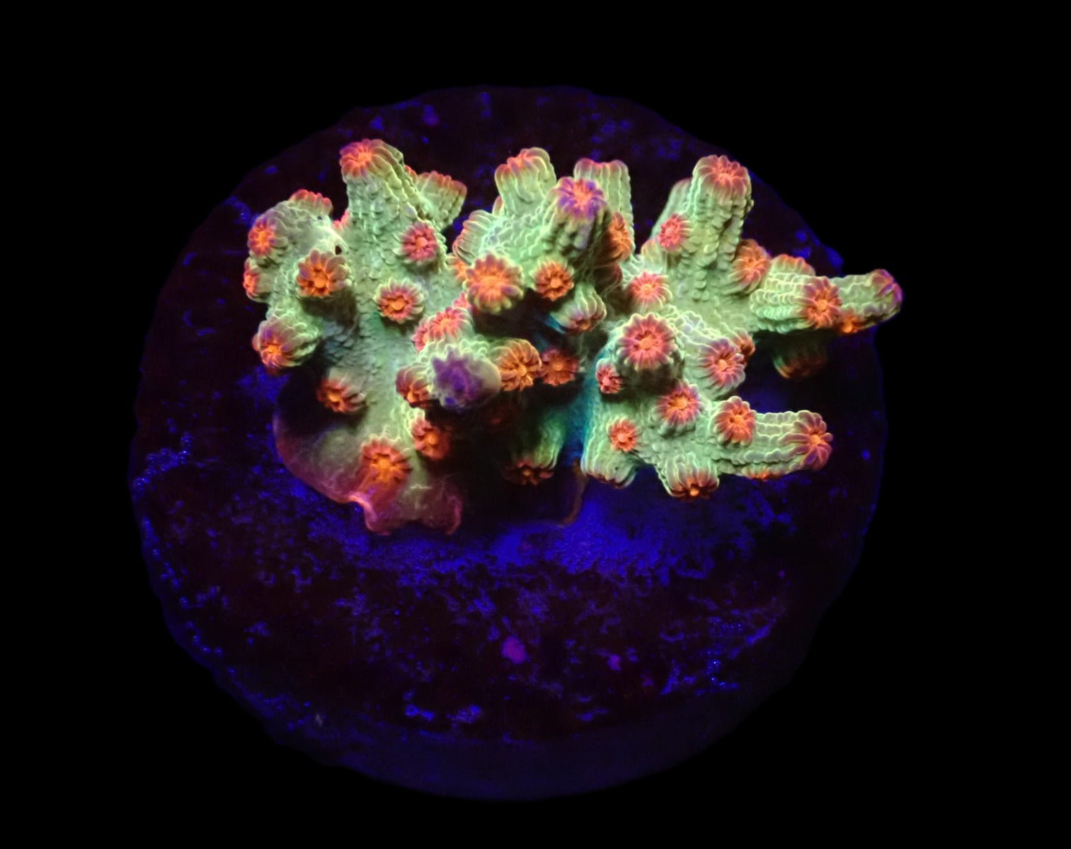 Cyphastrea decadia (frag)