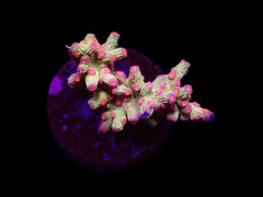 Cyphastrea decadia (frag)