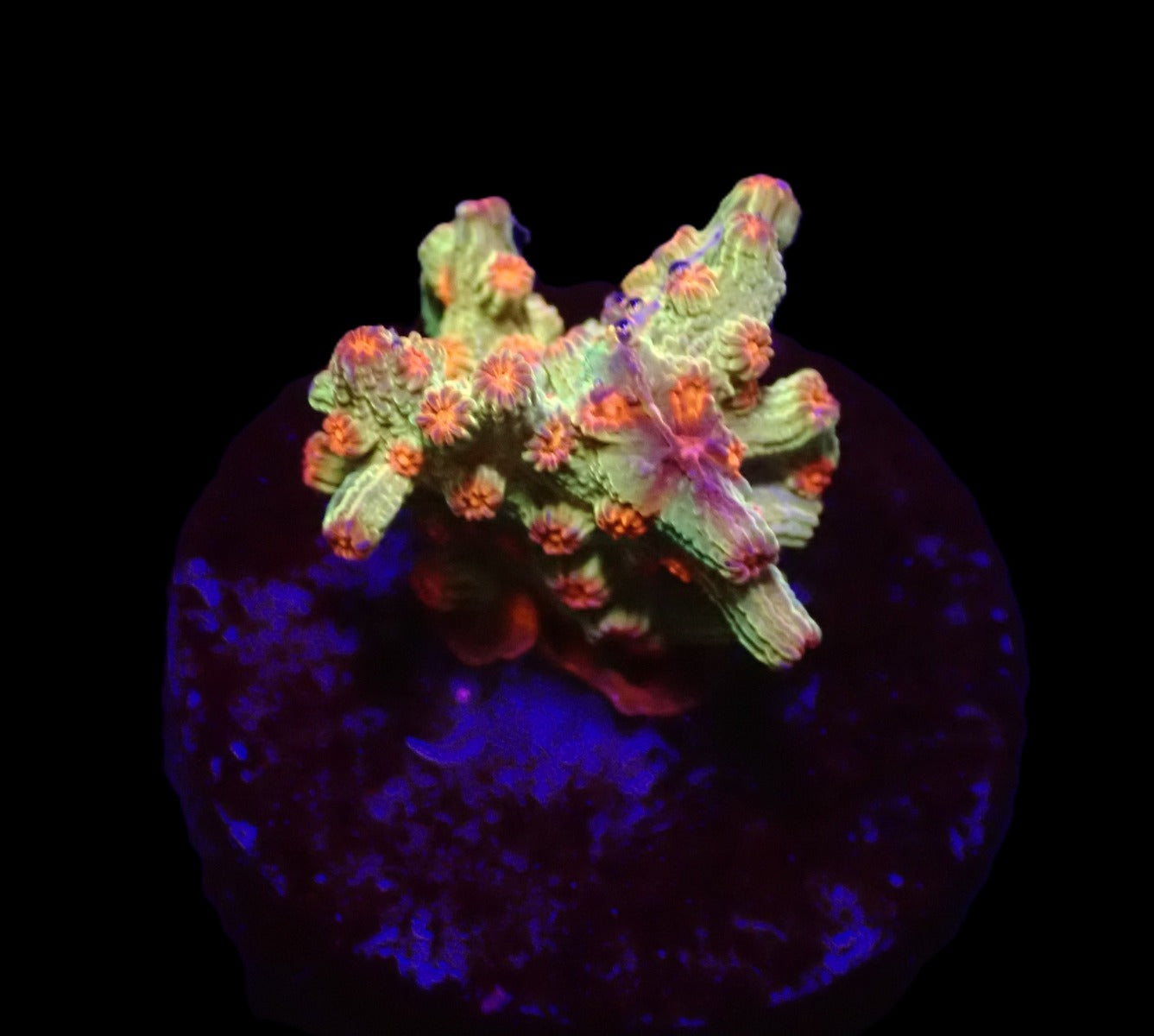 Cyphastrea decadia (frag)