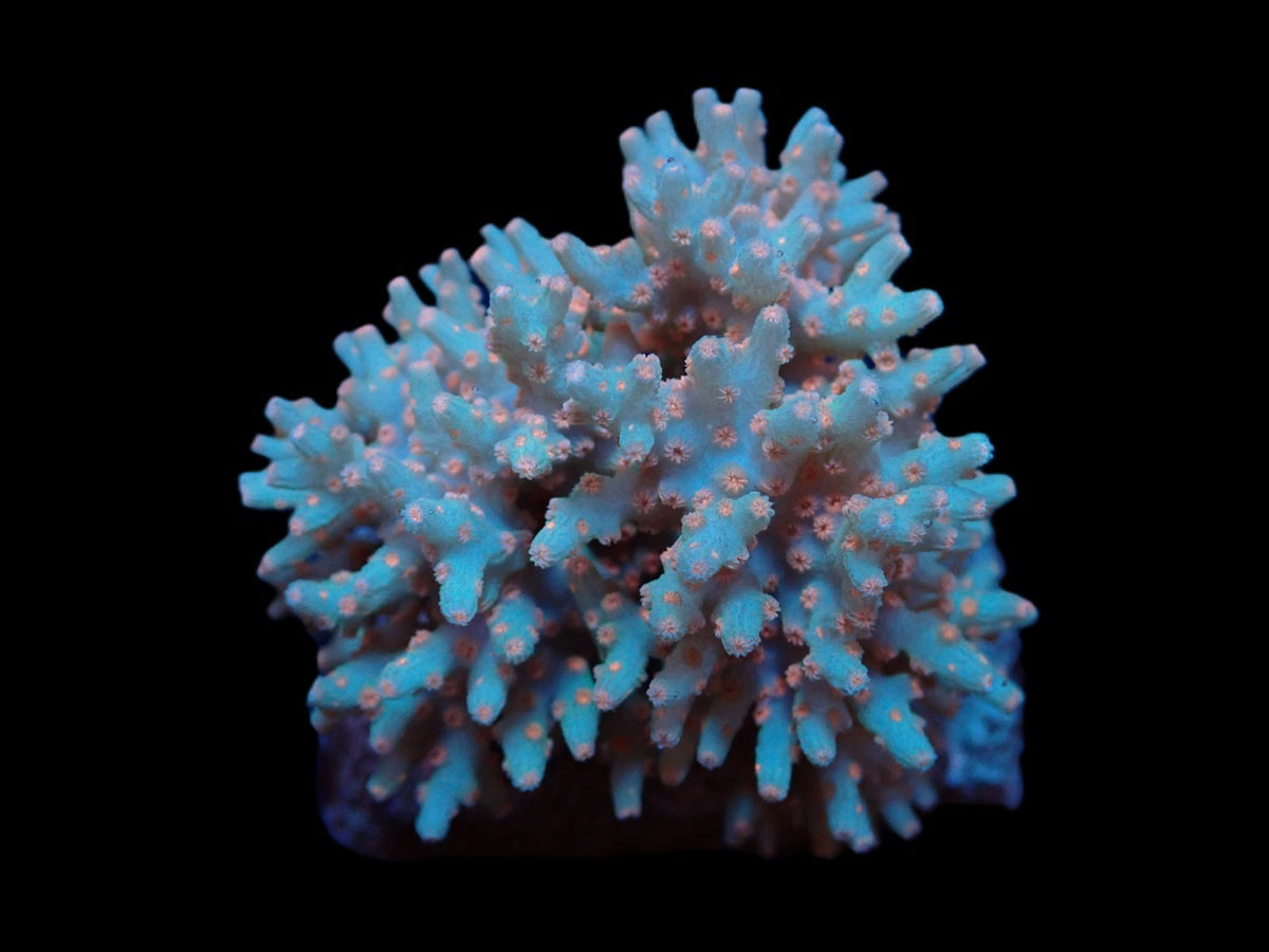Cyphastrea decadia (Orange Polyp) pb 359