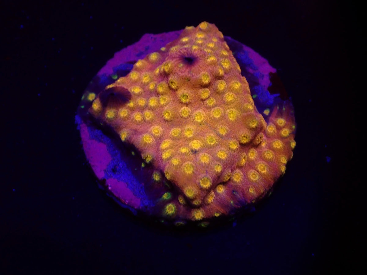 Cyphastrea sp. (24k) (DJM Grown) o 193