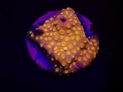 Cyphastrea sp. (24k) (DJM Grown) o 193
