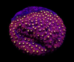 Cyphastrea sp. (Special Selected) (DJM Grown) o 381