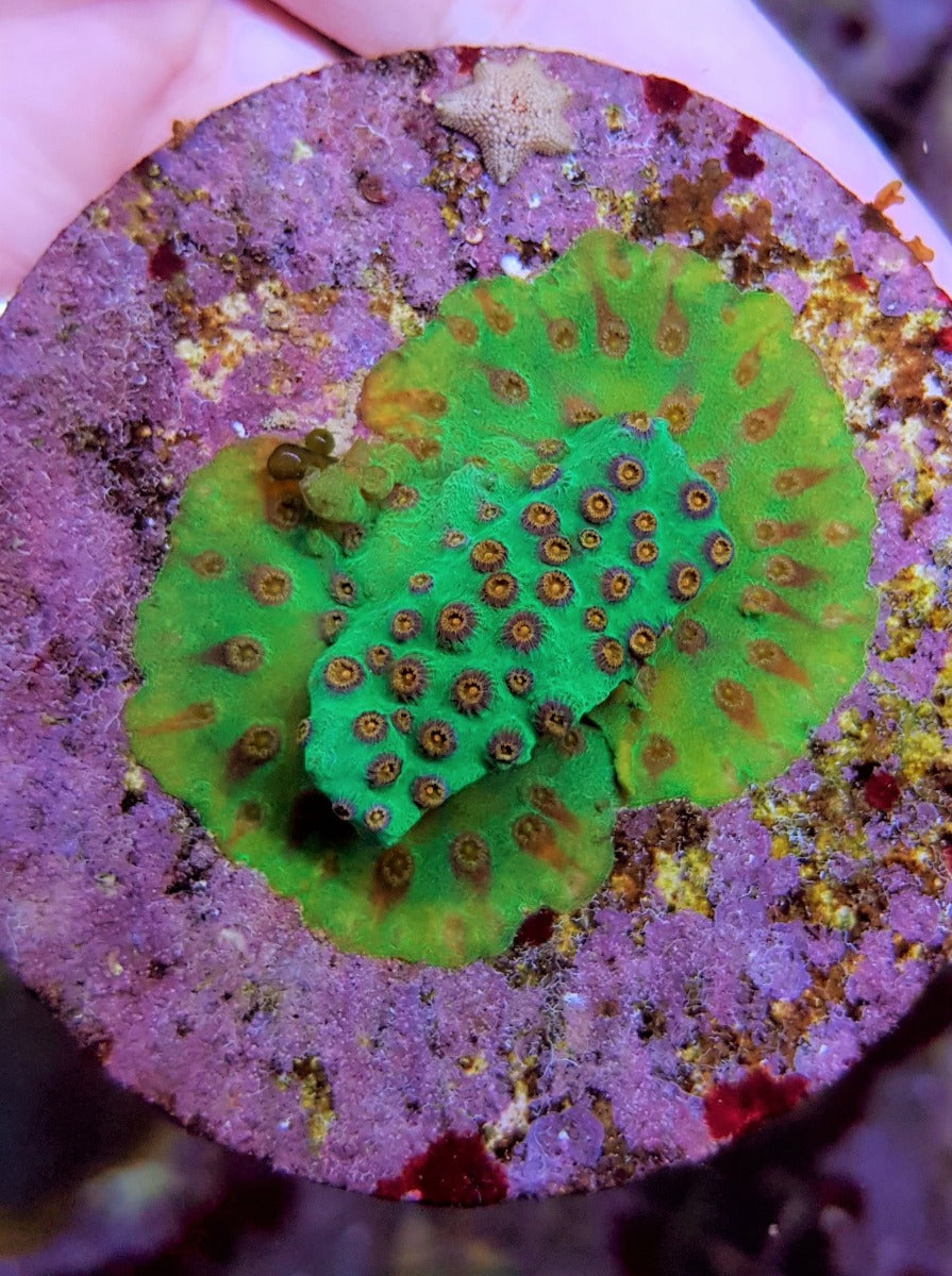 Cyphastrea spp. (Premium) (frag)