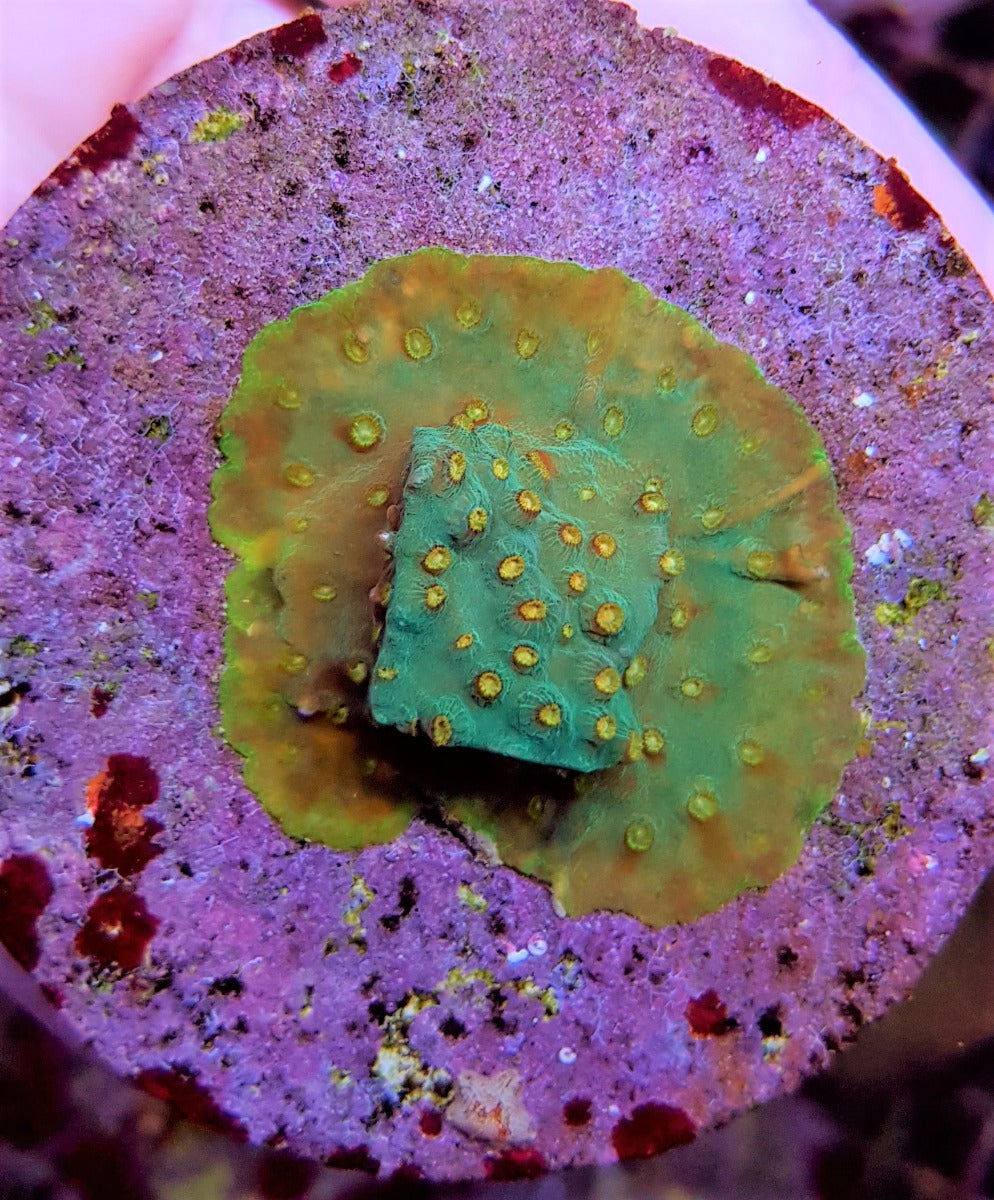 Cyphastrea spp. (Premium) (frag)