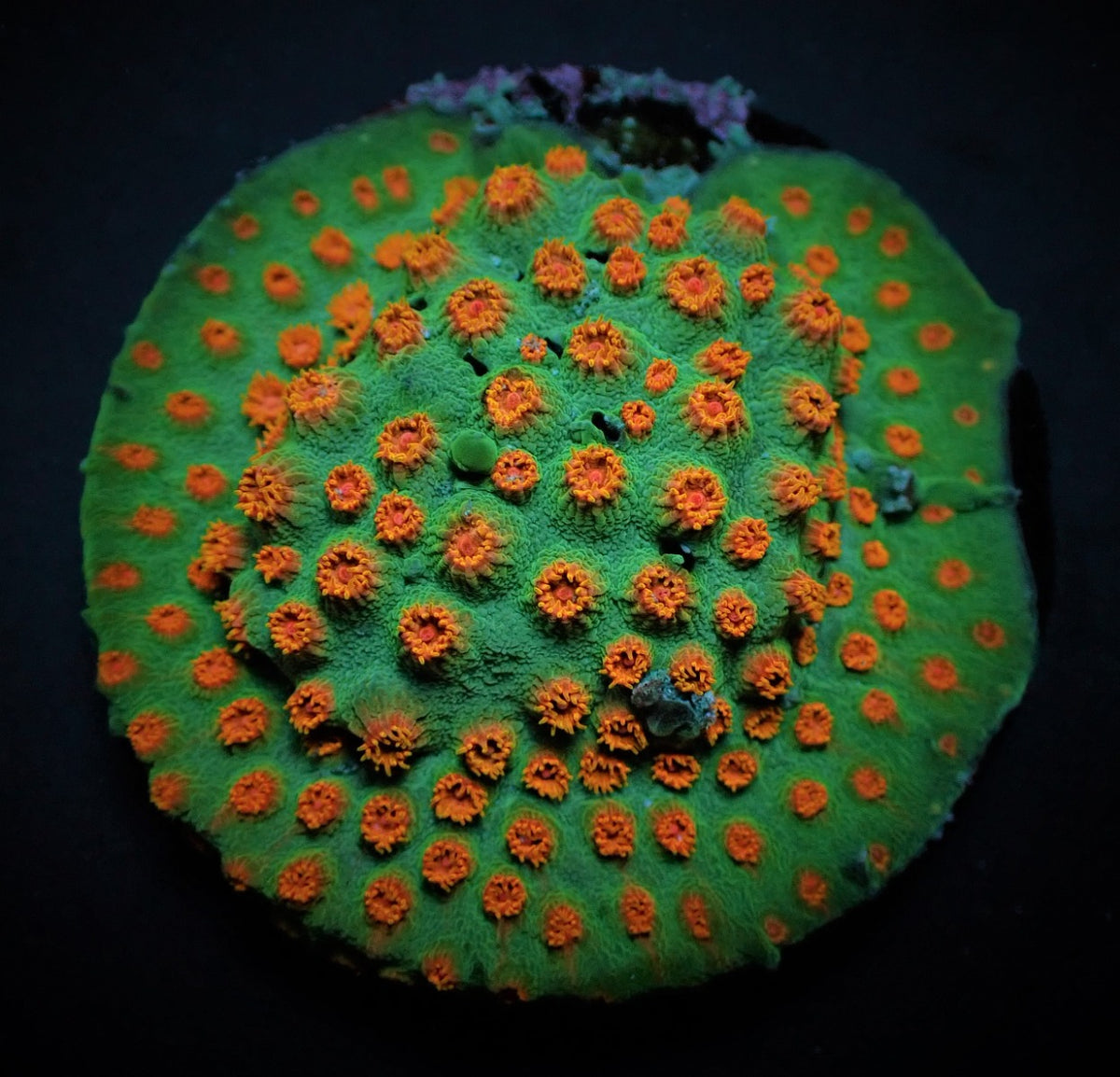Cyphastrea spp. (Ultra) (frag)