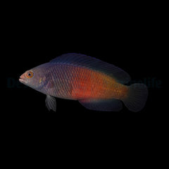 Cypho purpurascens (female)