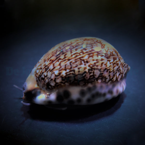 Cypraea eglantina