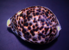 Cypraea tigris
