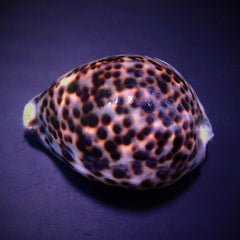 Cypraea tigris