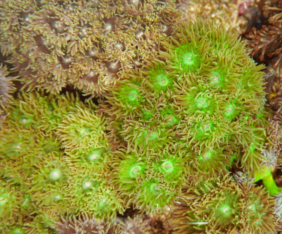 Duncanopsammia axifuga (31-35 polpys)