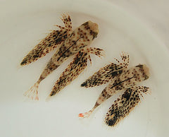 Dactyloptena macracantha