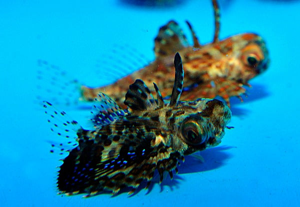Dactyloptena macracantha