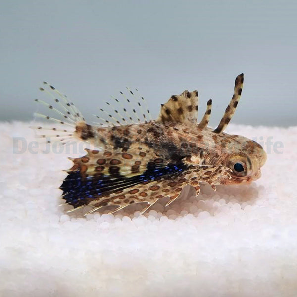 Dactyloptena orientalis