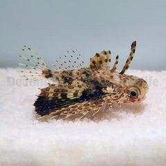 Dactyloptena orientalis