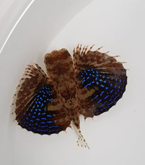 Dactyloptena orientalis