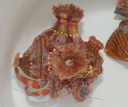 Dardanus pedunculatus