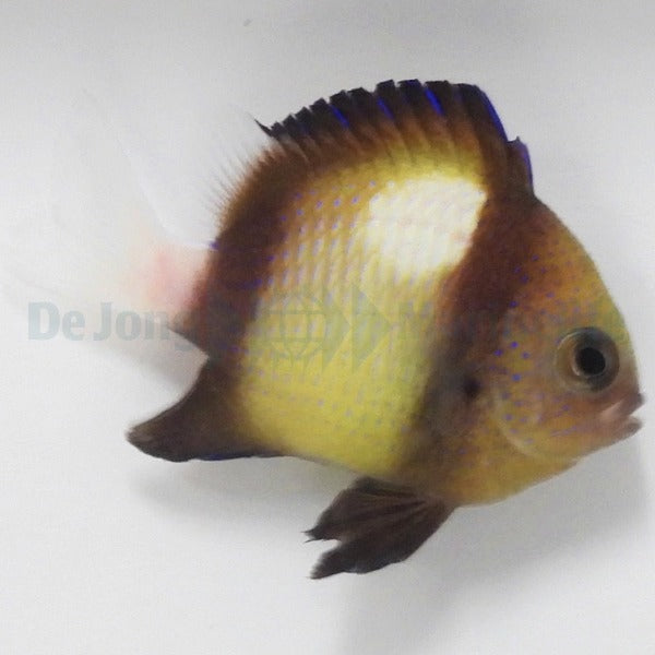 Dascyllus carneus