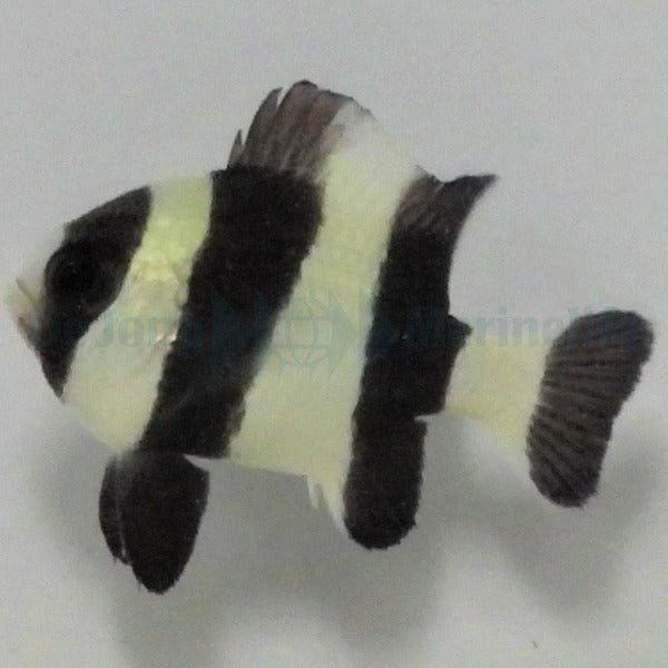 Dascyllus melanurus