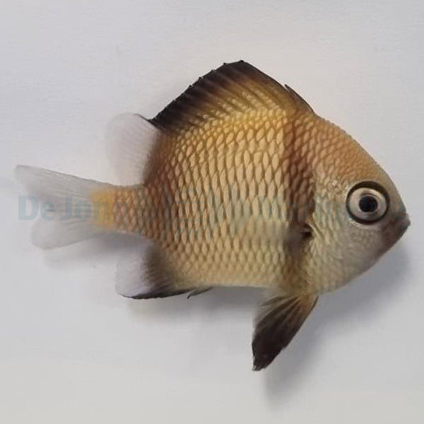 Dascyllus reticulatus