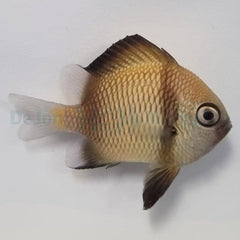 Dascyllus reticulatus
