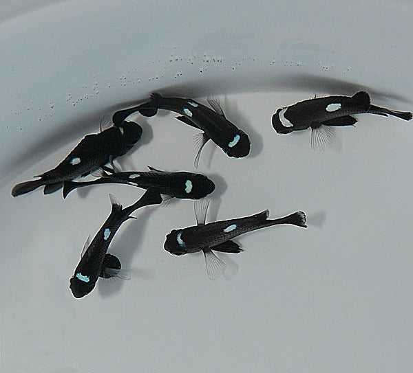 Dascyllus trimaculatus