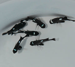 Dascyllus trimaculatus