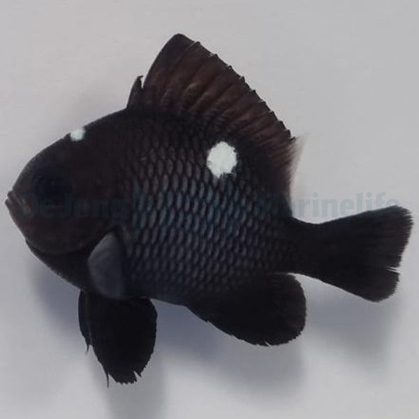 Dascyllus trimaculatus