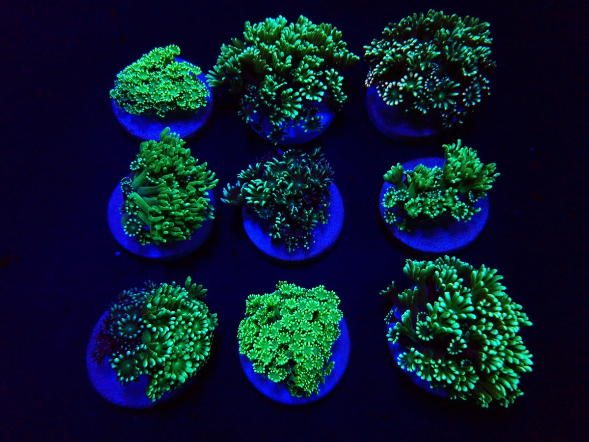 De Jong Marinelife (Alveopora selection) o 049