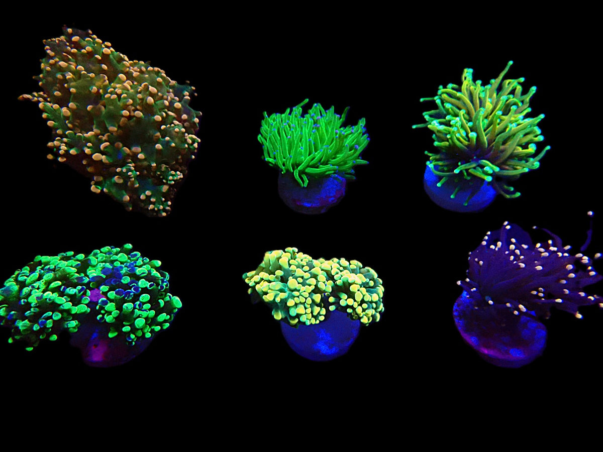 De Jong Marinelife (Euphylliidae Selection) (S) o 515