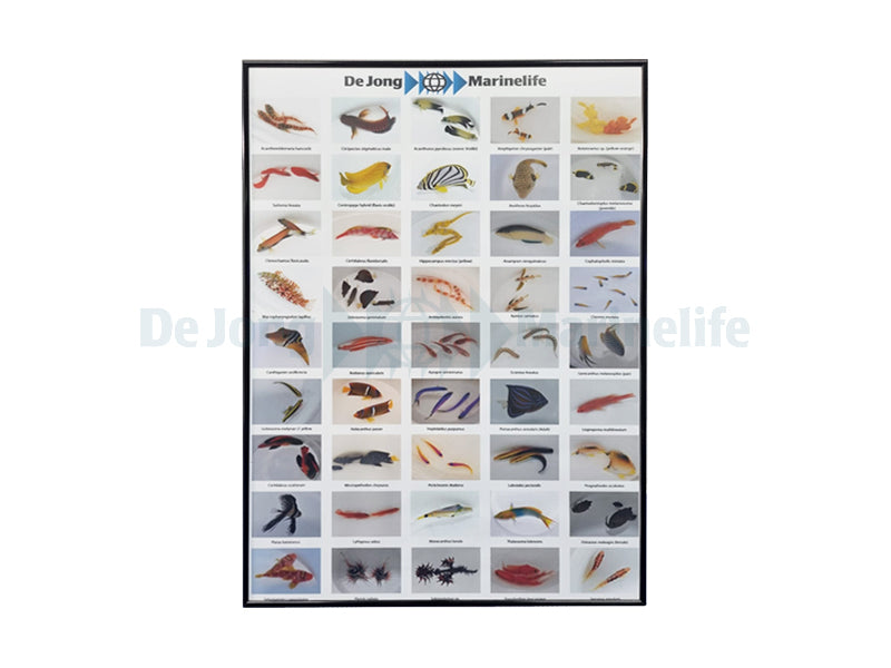 De Jong Marinelife Poster Fish Mix