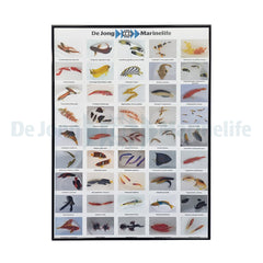 De Jong Marinelife Poster Fish Mix