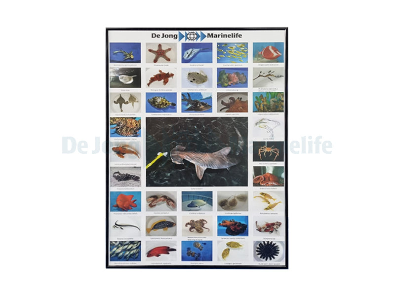 De Jong Marinelife Poster Public Aquaria