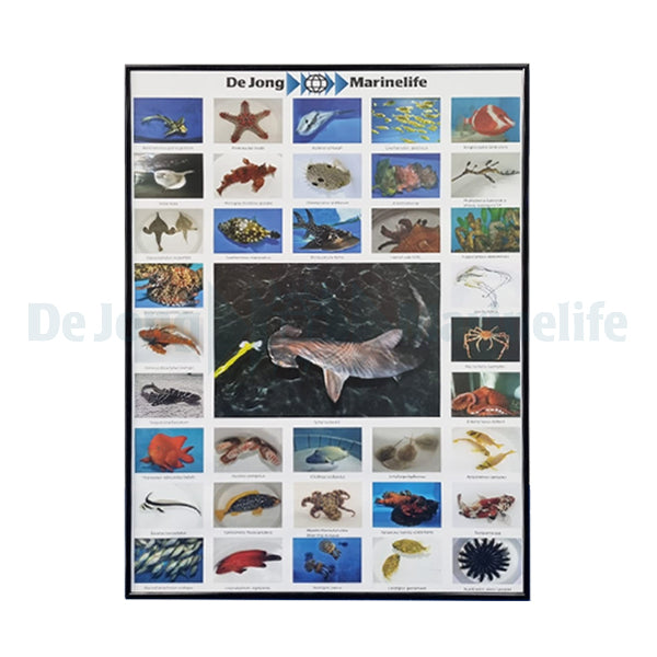 De Jong Marinelife Poster Public Aquaria