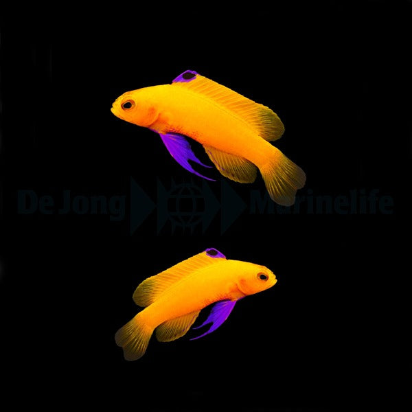 Gramma dejongi (pair)