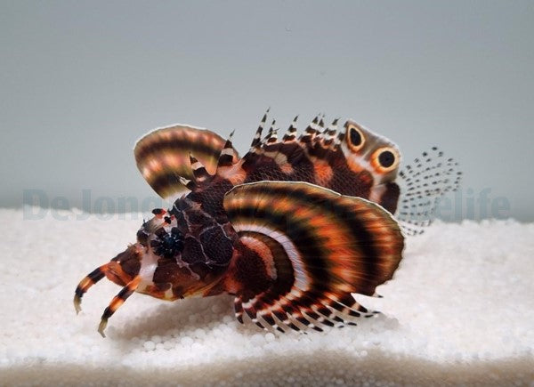 Dendrochirus biocellatus