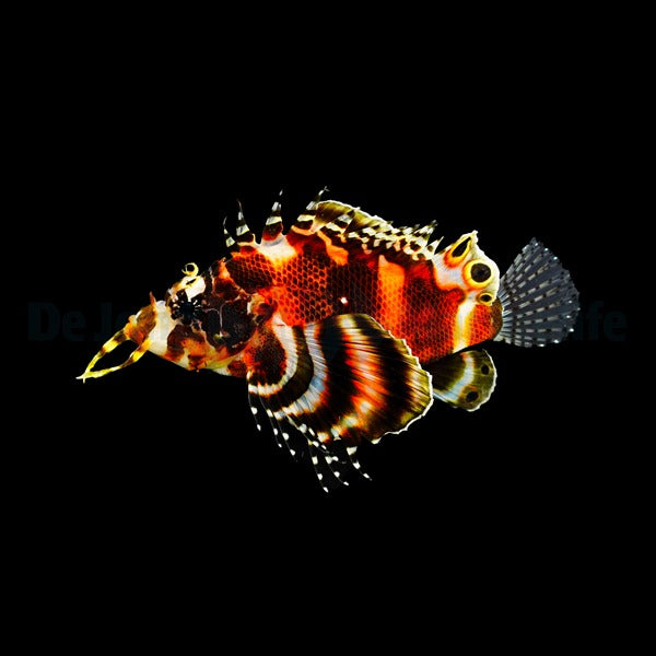 Dendrochirus biocellatus